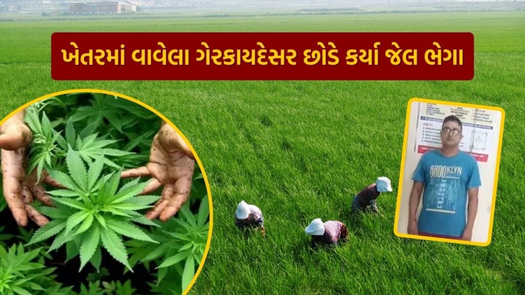 navsari sog caught accused with cultivation of ganja