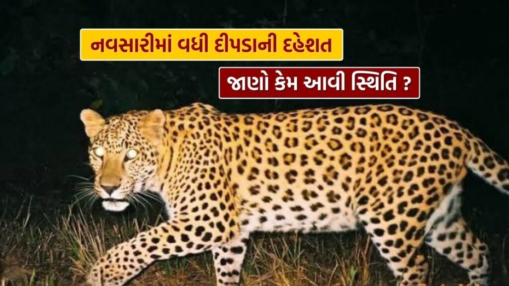 Leopard terror increased in Navsari district