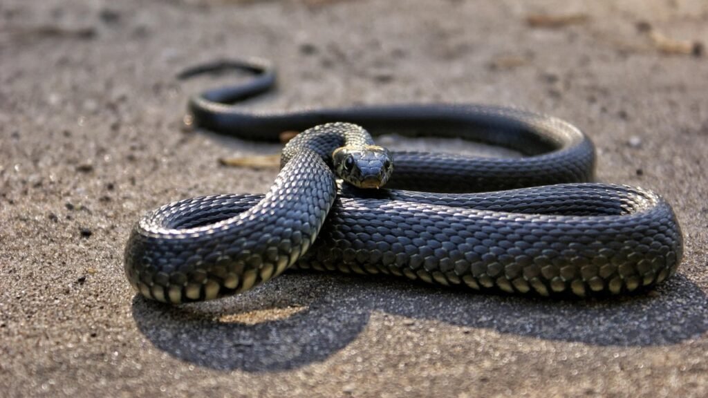 Where does venom come from inside snake and store 