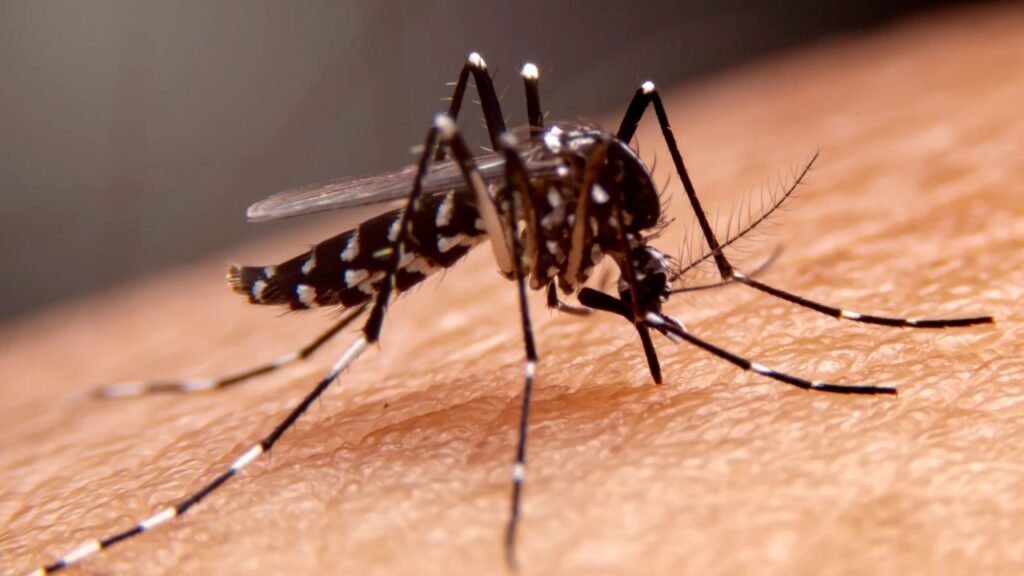 Precaution is safety This is all we need to avoid mosquito borne diseases in monsoon season